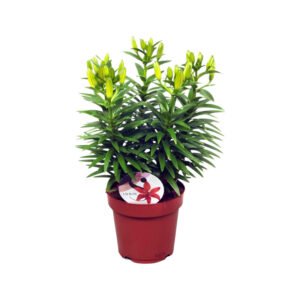 Potlelie voor € 3,39 bij Aldi